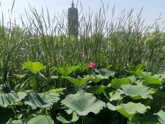 -西海子公园