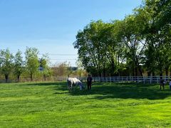 -北京群众马术培训基地