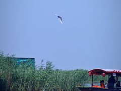 -白洋淀风景区