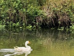 -马陆小张葡萄园农家乐