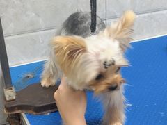-芭比堂动物医院·24小时·眼科中心(深圳中心)