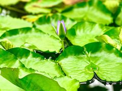 -国家植物园南园