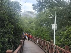 -大亚湾红树林城市湿地公园