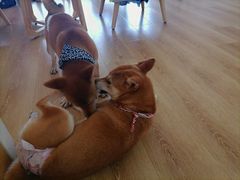 -柴犬小屋·柴餐厅·狗咖食堂(金鼎广场店)