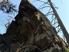 -天目山大树王景区