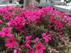 -古柏渡飞黄旅游区