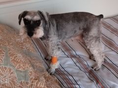 -邢大夫动物医院