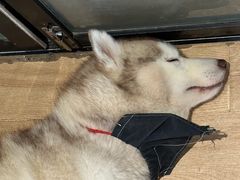 -Husky Go! 哈士奇体验馆·宠物咖啡厅狗咖