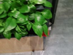 -鸽子窝(宋庄店)