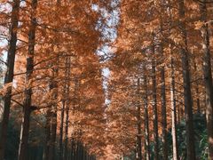 -黄海国家森林公园