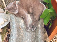 -喵屿·大理花园猫咖