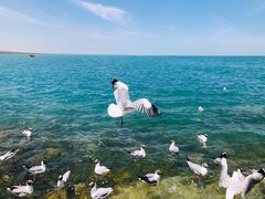 -青海湖国家重点风景名胜区
