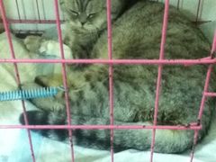 -纳吉亚猫专科动物诊疗中心(蒋宅口分院)
