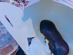 -樱花糕坊(凯德广场店)