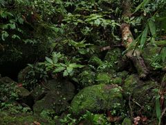 -海南热带雨林国家公园吊罗山景区