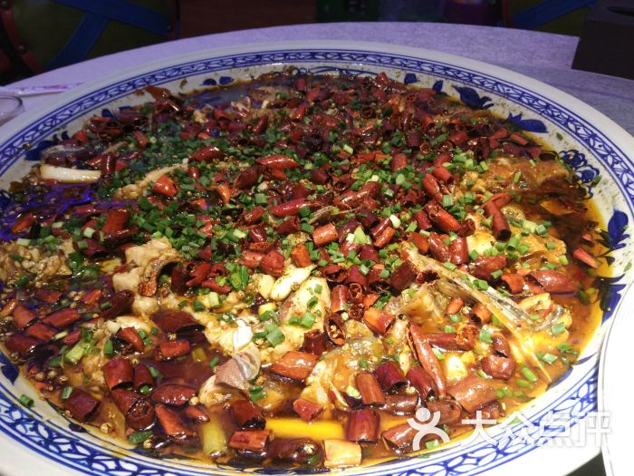 新概念来凤鱼图片 - 第15张