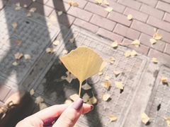 -同济大学(嘉定校区)