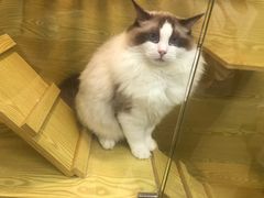 -猫十亿·布偶金渐层·曼基康矮脚猫舍(青年路店)