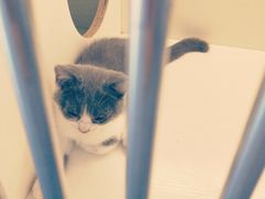 -喵zoo家庭繁育猫舍(尖东智能花园店)