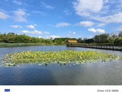 -溱湖国家湿地公园