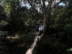 -海南热带雨林国家公园吊罗山景区