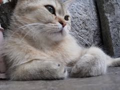 -喵屿·大理花园猫咖