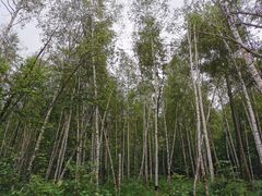 -五营红松林海景区