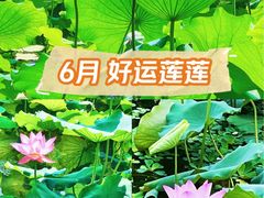 -荔湾湖公园