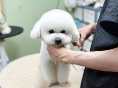 -鑫艺宠物美容培训学校