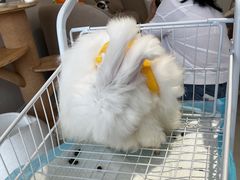 -怪兽屋·羊驼·猫咖·狗咖(俊华广场店)