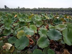 -素心小筑(后沙裕镇店)