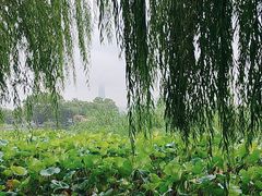 -济南大明湖景区