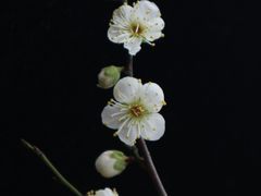 -香雪海
