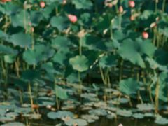 -沐仙湖湿地公园