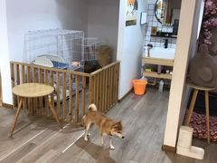-柴迷FANS CLUB·柴犬狗咖·猫咖
