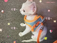 -瑞派雷欧宠物医院·24h夜诊·心脏骨科牙科·全科重症转诊中心(无影山店)