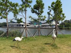 -盐城丹顶鹤湿地生态旅游区