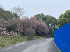 -上海滨江森林公园