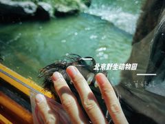 -北京野生动物园