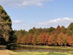 -上海海湾国家森林公园