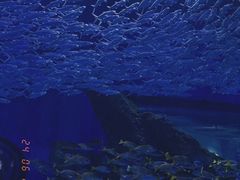 -海合安武汉极地海洋公园