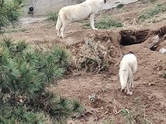 -石家庄市动物园