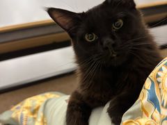 -猫大福·Fortune Cat猫舍(百子湾店)