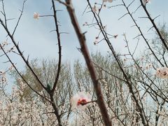-北京鹫峰国家森林公园