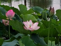 -飞来湖湿地公园