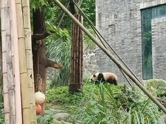 -都江堰中华大熊猫苑