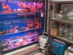 -武汉花鸟市场