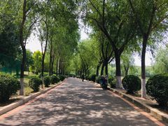 -丁香湖公园