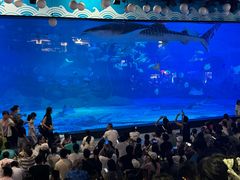 -烟台海昌鲸鲨海洋公园