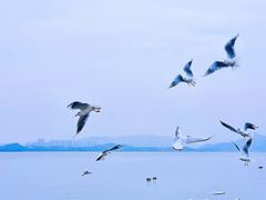 -深圳湾公园(南山区)